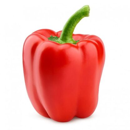 Fresh British 1 RED Pepper Loose Xtra Large