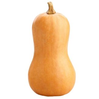 Butternut Squash Each